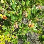 Arbutus andrachne फल