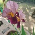 Iris x germanica Flower
