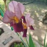 Iris x germanicaLorea