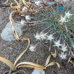 Dianthus crinitus عادت