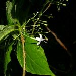 Aegiphila costaricensis 花