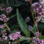 Polygonum persicaria Φύλλο