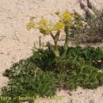 Thapsia nitida Habit