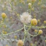 Pulicaria gnaphalodes Fruit