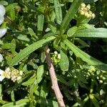 Iberis sempervirens Blad