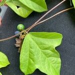 Passiflora lutea Leaf