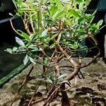 Rhizophora mangle ശീലം