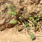 Phalaris paradoxa Fuelha