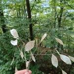 Lunaria redivivaFruit