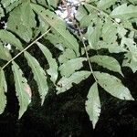 Inga samanensis Leaf