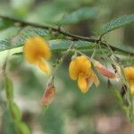 Aeschynomene compacta Flower