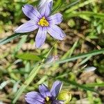 Sisyrinchium montanum Flower