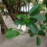 Plumeria obtusa Blatt