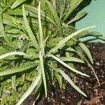 Centaurea cyanus Лист