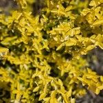 Euonymus fortunei Leaf