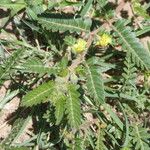 Tribulus zeyheri برگ