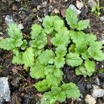 Veronica agrestis Leaf