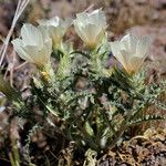 Mentzelia involucrata Habit