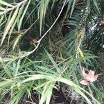 Freycinetia cumingiana Leaf