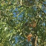 Searsia lancea Gyümölcs