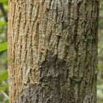 Byrsonima altissima Bark