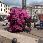 Bougainvillea glabraBloem