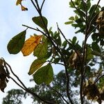 Terminalia ivorensis Yaprak
