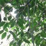 Plinia rivularis Leaf