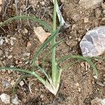 Aristida adoensis Feuille