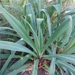 Beschorneria yuccoides Hoja