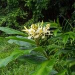 Hedychium flavescens Φύλλο