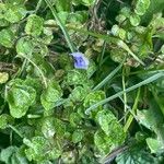 Veronica filiformis Blatt