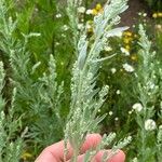 Chenopodium pratericola Hoja