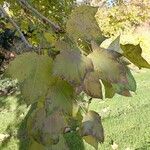 Liquidambar formosana Levél