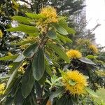Xanthostemon chrysanthus Lorea
