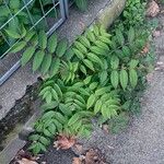 Ailanthus altissima Traoù all