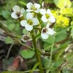 Rorippa nasturtium-aquaticum Квітка