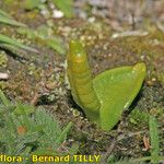 Ophioglossum lusitanicum Хабит