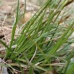 Carex halleriana Hábito