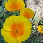 Eschscholzia caespitosa Flor