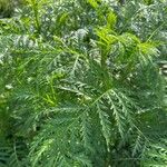 Tanacetum macrophyllum ഇല