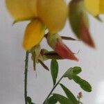 Crotalaria retusa Blüte