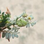 Tribulus terrestris Fruit