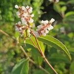 Koenigia campanulata Flower