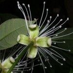 Morisonia discolor Frunză