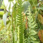 Nephrolepis undulata Blatt