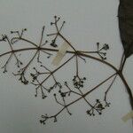 Miconia poeppigii Other