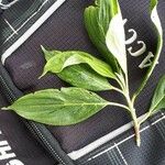Cornus disciflora Leaf