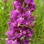 Dactylorhiza majalis Fula