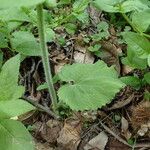 Doronicum pardalianches Leaf